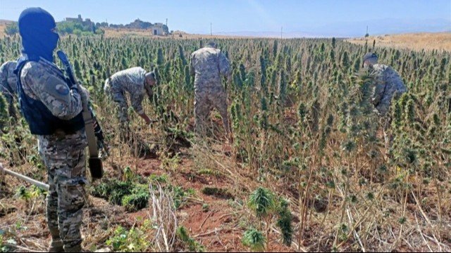 الجيش يتلف حوالي 60 دنمًا من حشيشة الكيف المزروعة في الكنيسة – بعلبك ويوقف 17 عاملًا
